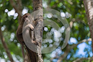 Monkey climb the tree