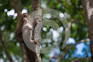 Monkey climb the tree