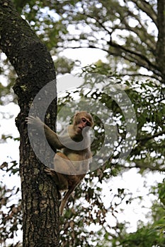 Monkey climb tree