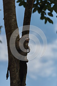 Monkey climb the tree