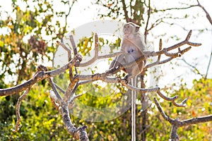 Monkey climb on tree selective focus in nature