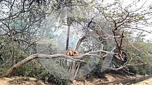 Monkey Climbed On A Tree Branch In A Forest  Of India. Mist Environment.