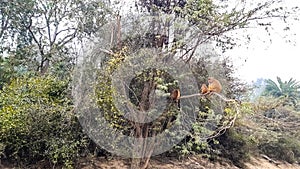 Monkey Climbed On A Tree Branch In A Forest Of India. Seasonal Fog.