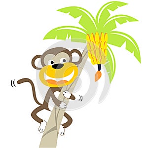 Monkey climbing banana tree on white background