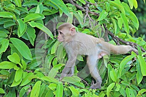 A monkey is climbing the branch of tree.