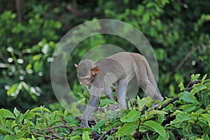 A monkey is climbing the branch of tree.