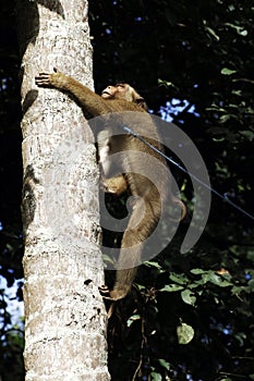 Monkey climbing a coconut tree