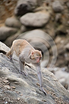 Monkey climbing down the hill