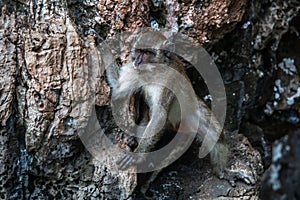 Monkey climbing limestone rocks Thailand