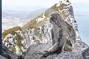 Monkey climbing rock on top of a mountain photo