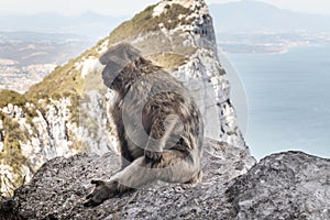 Monkey climbing rock on top of a mountain photo
