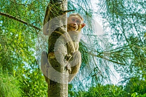 Monkey climbing on the tree