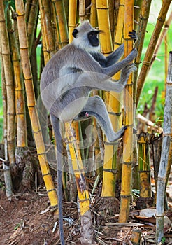 Monkey climbs a tree. Sri Lanka