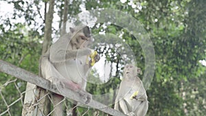 Monkey close-up. Sihanoukville. Cambodia. Asia.