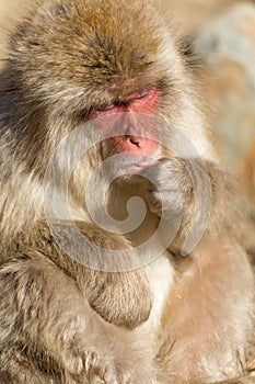 Monkey close up