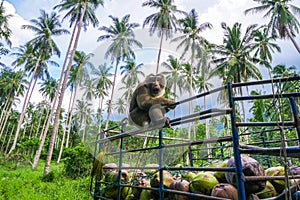 Monkey coconut gatherer sit on pickup truck