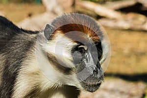 Monkey Collared Mangabey close-up.