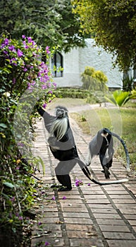 Monkey Colobus angolensis with baby