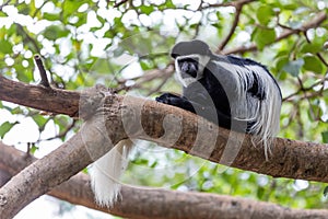 Monkey Colobus guereza, Ethiopia, Africa wildlife
