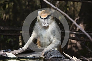 Monkey coming for water