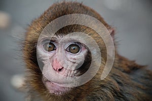 The Monkey photo