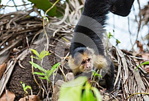 Monkey in Costa Rica