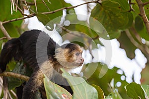 Monkey in Costa Rica