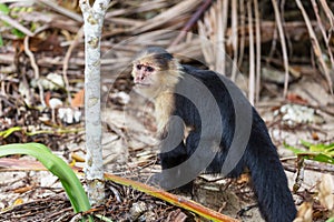 Monkey in Costa Rica