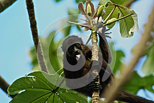 Monkey in costa rica jungle