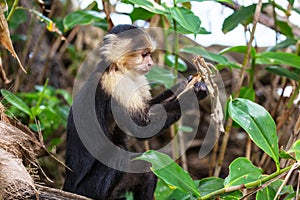 Monkey in Costa Rica