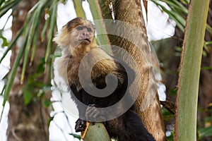 Monkey in Costa Rica