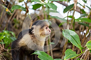 Monkey in Costa Rica
