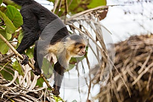 Monkey in Costa Rica