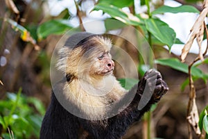 Monkey in Costa Rica