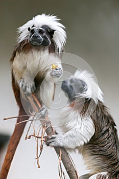 Monkey Cotton-top tamarin Saguinus oedipus