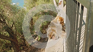 Monkey couple picking in fur of each other looking for insects