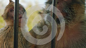 Monkey couple picking in fur of each other looking for insects