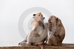 Monkey couple sitting on the concrete and passionate, feeling in love.