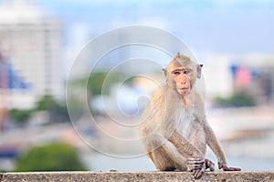 Monkey (crab-eating macaque) Asia Thailand