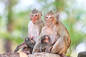 Monkey (Crab-eating macaque) breastfeeding baby