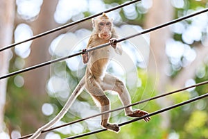 Monkey (Crab-eating macaque) climbing on power cable