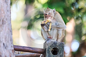 Monkey (Crab-eating macaque) eating banana