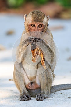 Monkey (Crab-eating macaque) eating banana