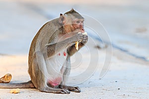 Monkey (Crab-eating macaque) eating banana