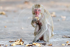 Monkey (Crab-eating macaque) eating banana