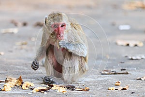 Monkey (Crab-eating macaque) eating banana