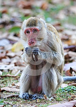 Monkey (Crab-eating macaque) eating food