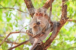 Monkey (Crab-eating macaque) eating food on tree