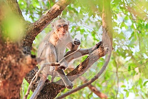 Monkey (Crab-eating macaque) eating food on tree