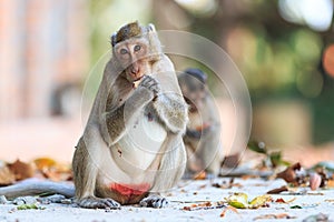 Monkey (Crab-eating macaque) eating fruit